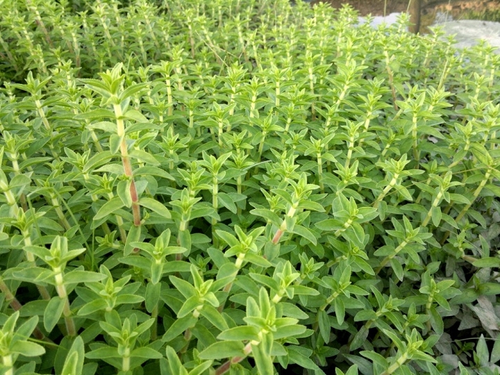 Công dụng chữa bệnh của  ngò ôm